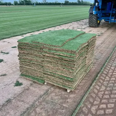 Firefly Pallet